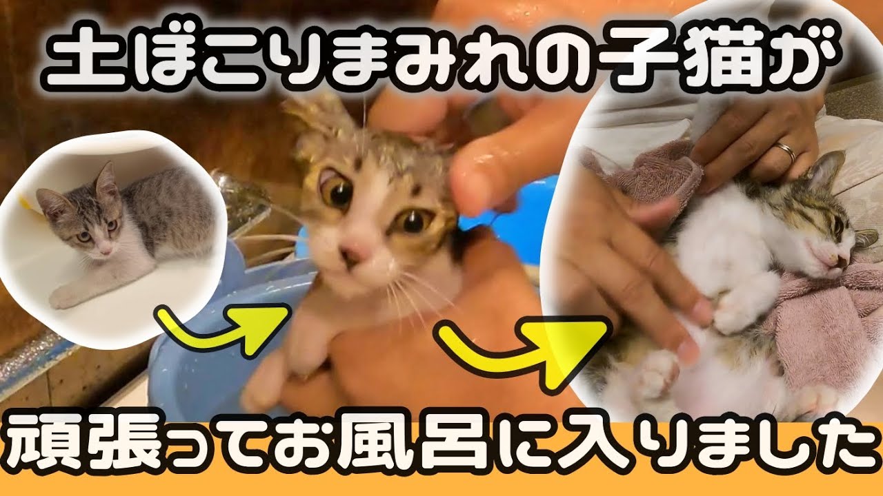 初めてのお風呂できれいになる天使な子猫【保護猫】
