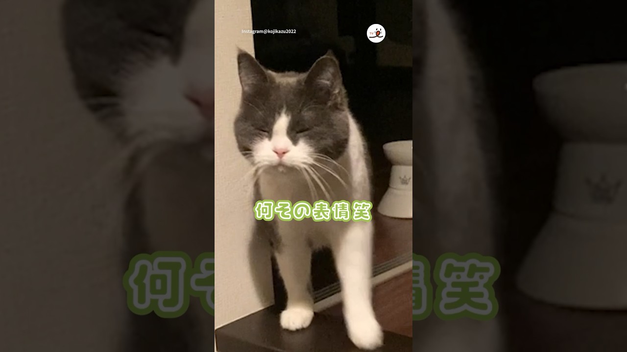 お出迎えの表情が😂｜PECO #スコティッシュフォールド #猫 #愛猫家  #愛猫家 #猫のいる暮らし #scottishfold #cat #catlover #catlife