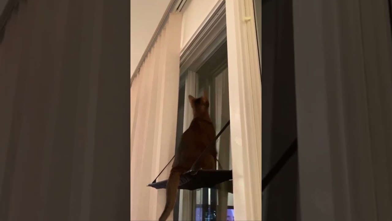 お外が気になるアビシニアン。にゃるそっく猫。Abyssinian cat on the window bed.