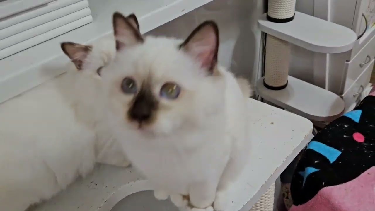 バーマン子猫オーナー様募集中。レッドとトーティです❗