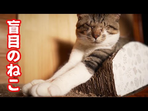 ひとりニャルソックを任された目の見えないねこ