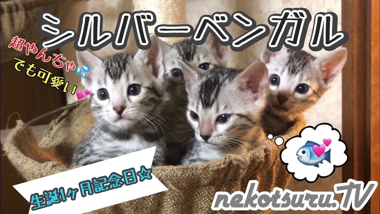 【感謝】シルバーベンガル猫のかわいい子猫が出産から生後1ヶ月になったよ！The growth record of a cute Silver Bengal kitten【ねこつる】