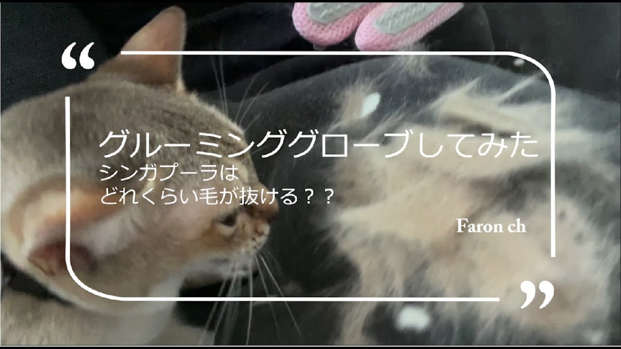 シンガプーラをグルーミンググローブで毛づくろいしてみた。