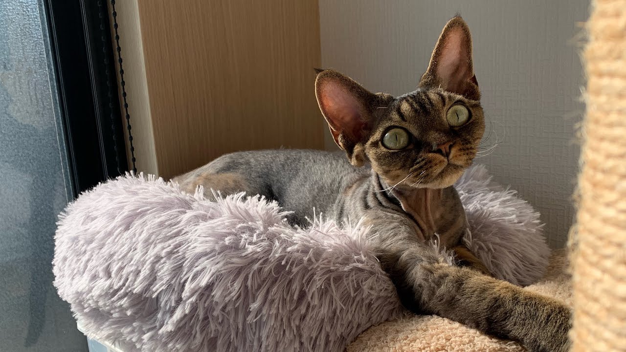 デボンレックス兄弟の最近のかわいい写真をまとめました(A collection of cute photos of Devon Rex brothers)