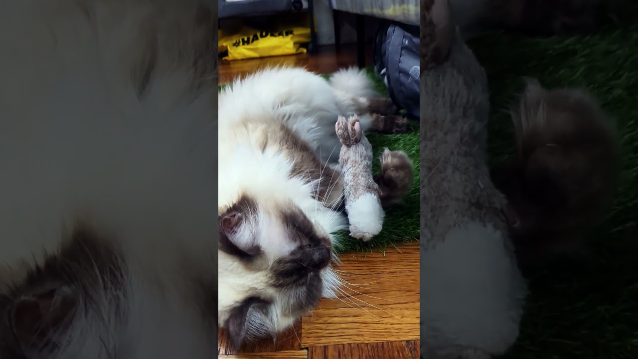 Unbreakable friendship: cat and bunny toy #shorts #cat