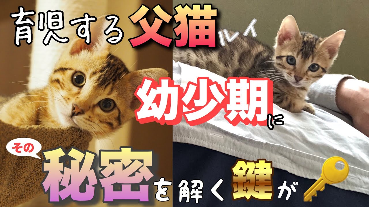 【ベンガルイクメン】ルイの子猫時代〜優しさの秘密〜【ねこつる】