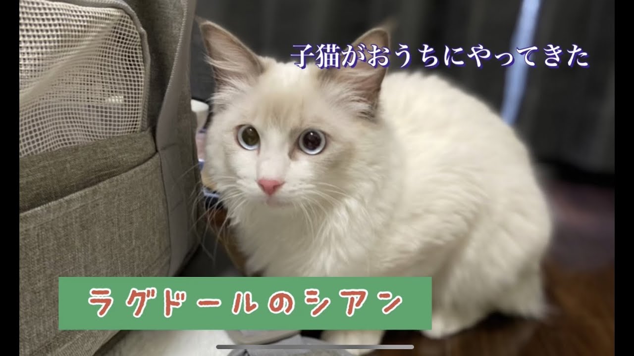 【子猫】生後約6ヶ月のラグドールをお迎えしたら可愛すぎた【ラグドール】