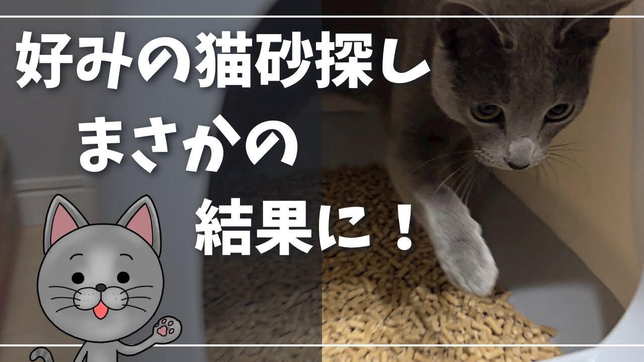 必見！大と小でトイレを使い分ける猫ｗ【ロシアンブルー】