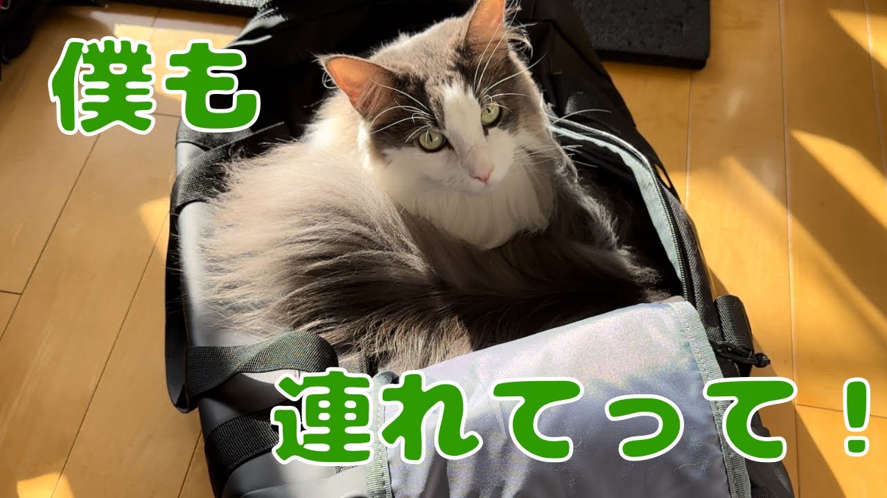飼い主のお出かけについて行きたい猫【メインクーン】