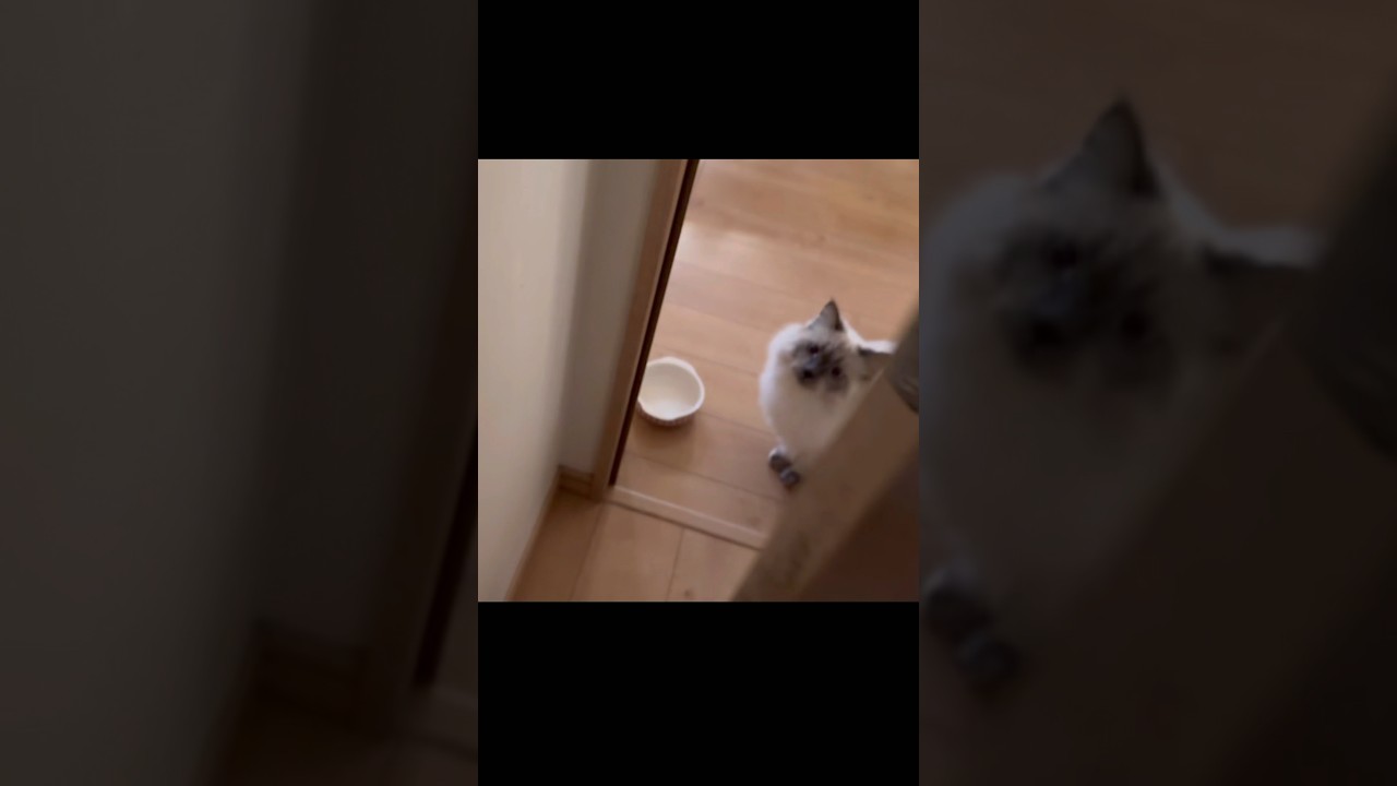 朝のお出迎えが可愛すぎた　もふもふのサイベリアンの子猫　#shorts