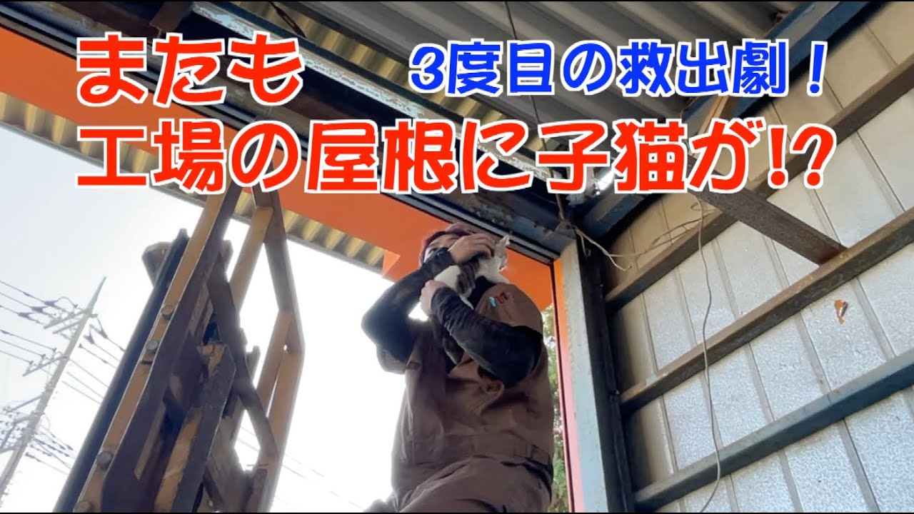 【保護猫】またも工場の屋根に子猫が!? 3度目の救出劇！