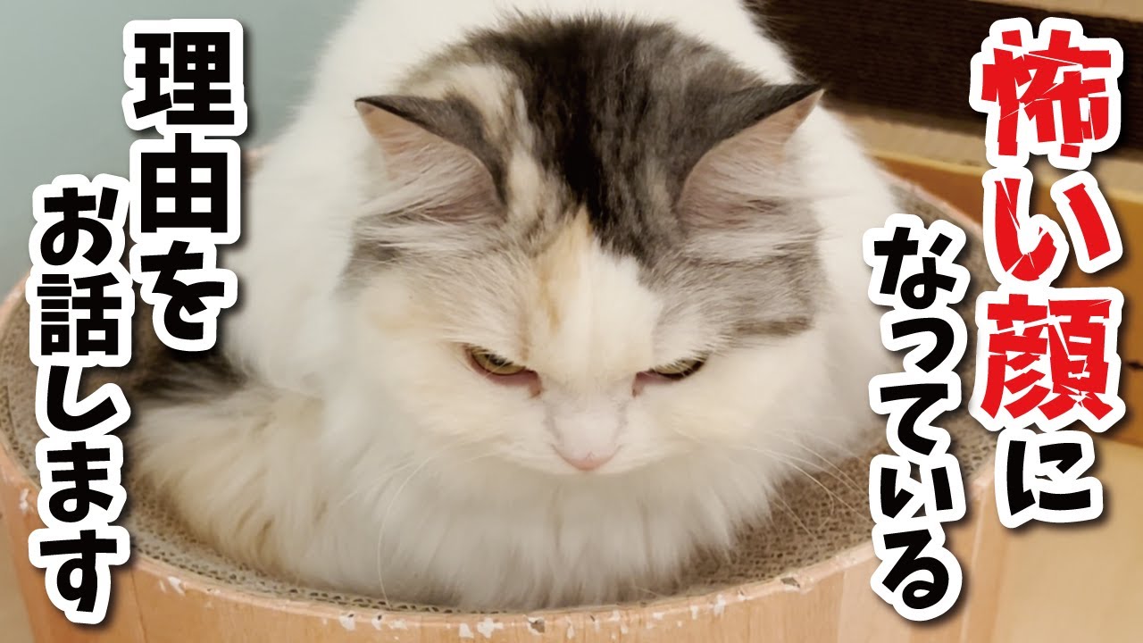 むかしむかし死ぬほど怖い顔になってる猫がおったそうな…【関西弁でしゃべる猫】【猫アテレコ】