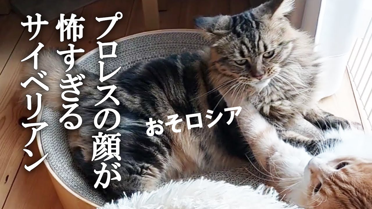 ニャンプロレスをするサイベリアンの顔が怖すぎる……その横でおとぼけラグドール  #サイベリアン #ノルウェージャンフォレストキャット #ラグドール #ニャンプロ