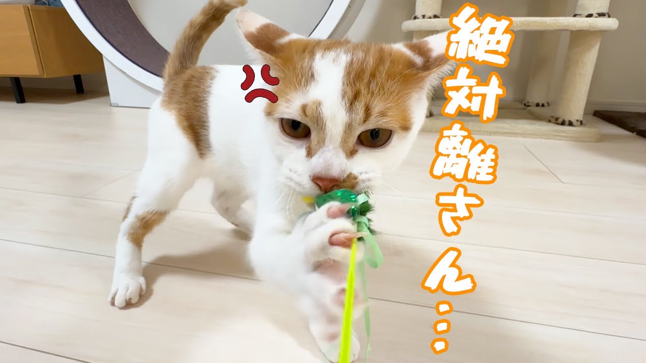 唸って攻撃してくる子猫が怖すぎる…