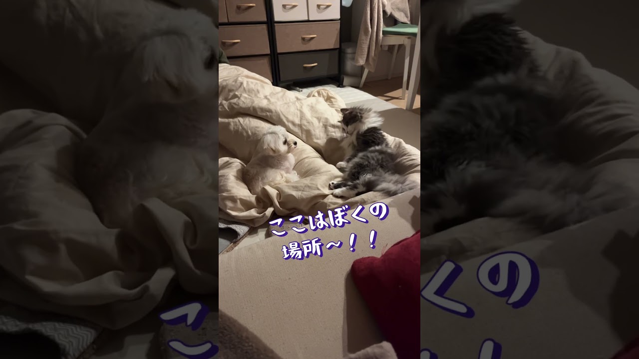 あらら😅#チワプー #犬 #dog #ラガマフィン #猫 #cat #かわいい #おすすめ #あさひなさんた #shorts