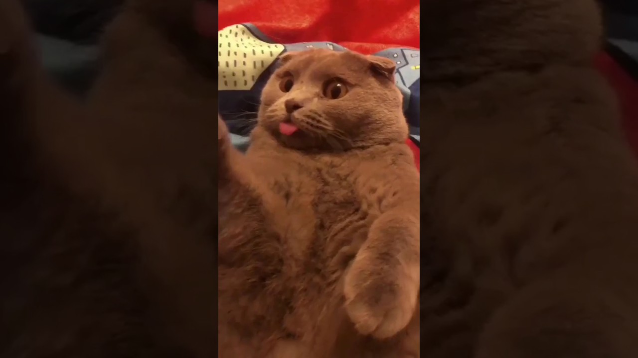 Brown Cat Funny #shorts #ytshorts #viral #trending #shortsfeed