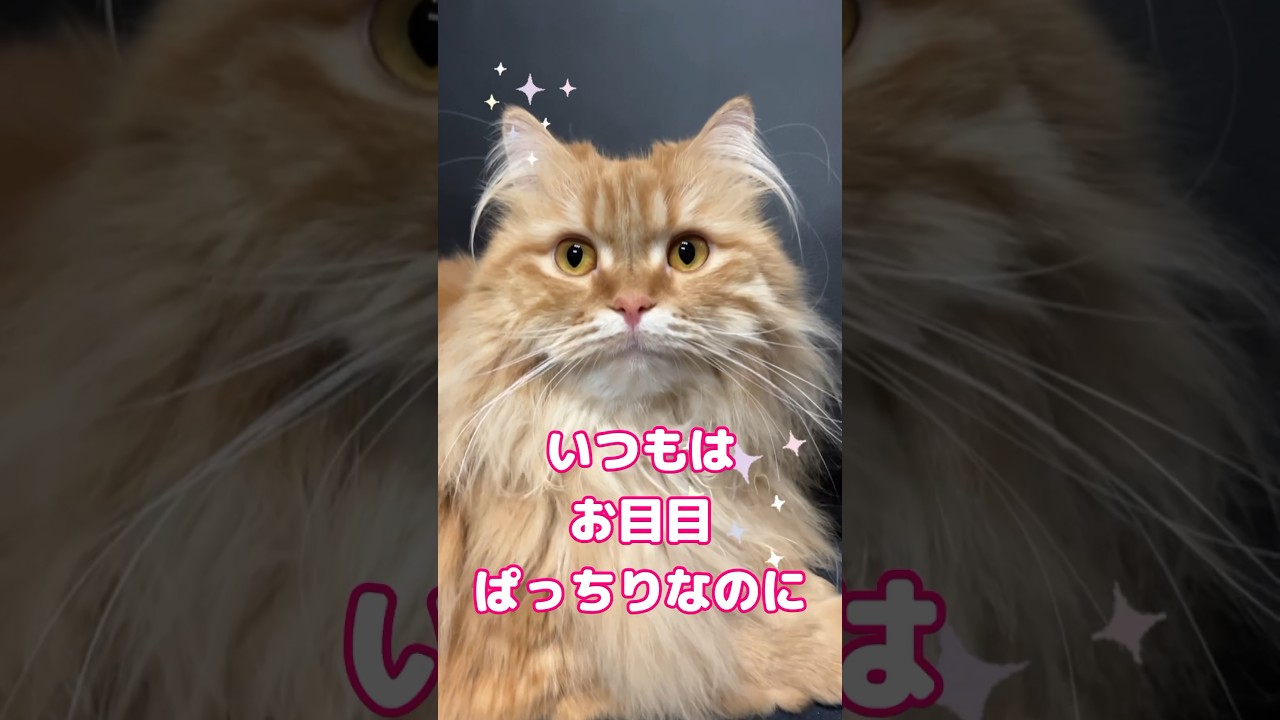 お目目ぱっちりなサイベリアン　 #ねこのきなこもち #cat #サイベリアン #siberian #猫好きさんと繋がりたい  #kinakomochi