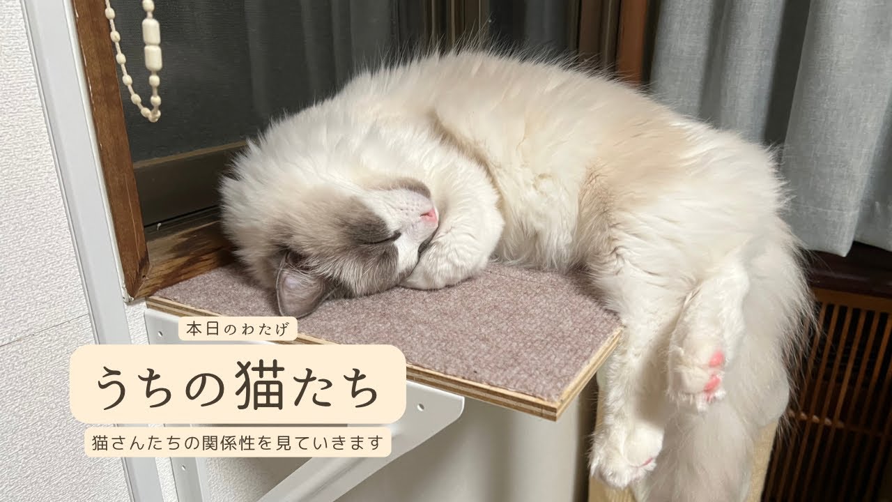 【ラグドールのわたげ】うちの猫たちの現在