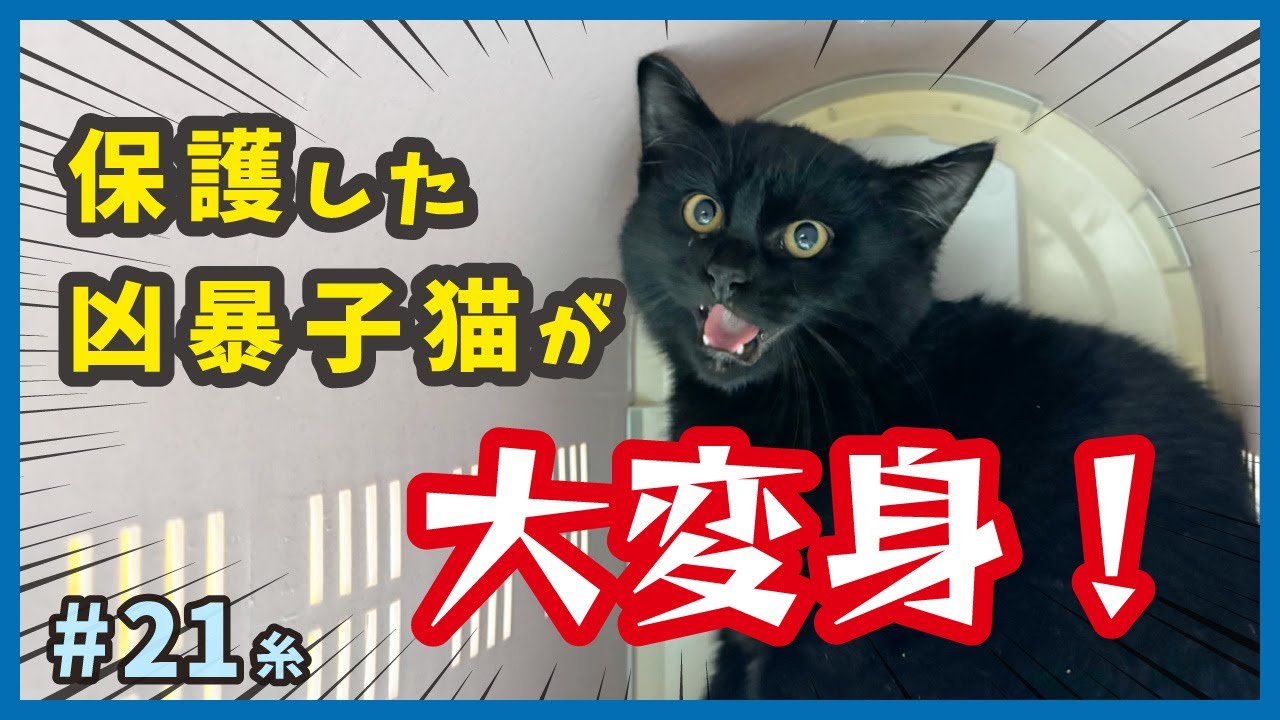 【子猫 衝撃の変化】威嚇がヒドい保護したコワモテ猫が、一気に甘えん坊に大変身！【もふもふ兄弟・糸21】/cat and police