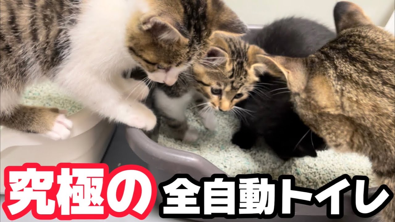 保護した子猫のおかげでトイレが究極の全自動になりました。