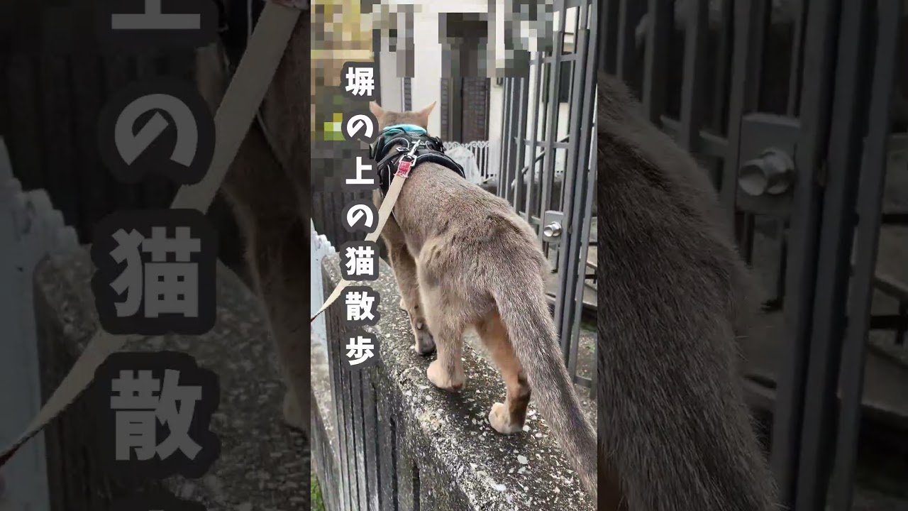 (アビ) 塀の上の猫散歩 #shorts #アビシニアン #猫散歩