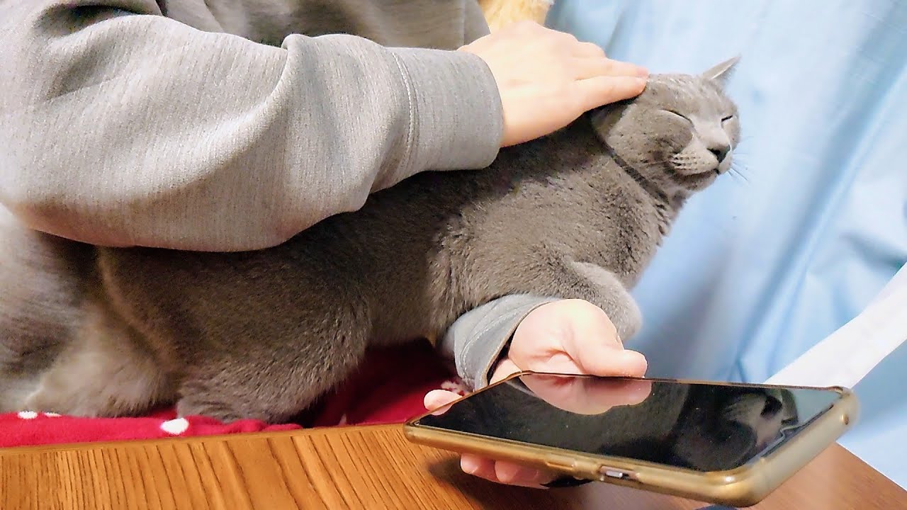 【猫動画】帰宅した旦那に尽くしてほしいロシアンブルー【russianbule】A Russian Blue that wants to be cared for by its owner.