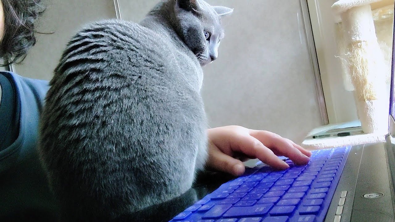 【猫動画】パソコンの前を独占するロシアンブルー【russianbule】Russian Blue monopolizes the front of the computer