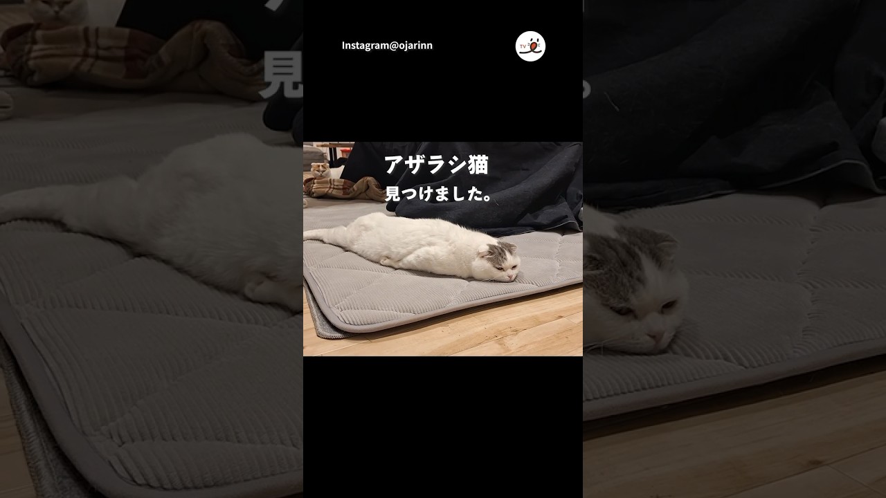 【最上級】ニャンコリラックス｜PECO #スコティッシュフォールド #猫 #愛猫家 #猫のいる暮らし #scottishfold #cat #catlover #catlife #catvideos