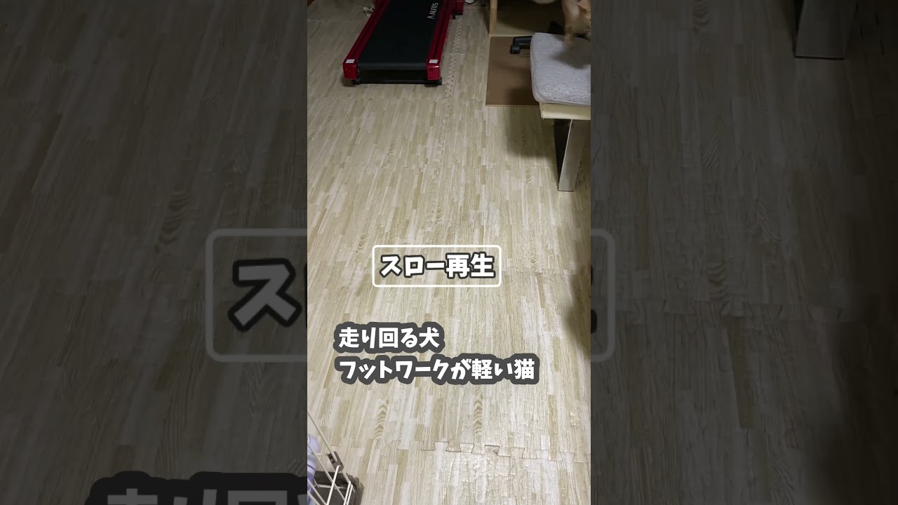 (アビ&チワワ) 走り回る犬 フットワークが軽い猫 #shorts #アビシニアン #チワワ