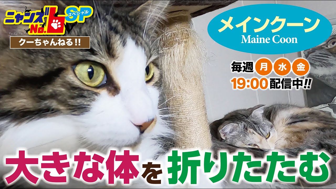 【メインクーン/Maine Coon】大きな体を折りたたむ
