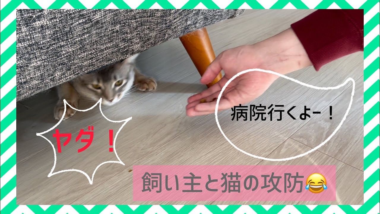 病院に行くことを察して逃げる猫💦｜ソマリ｜アメリカンカール