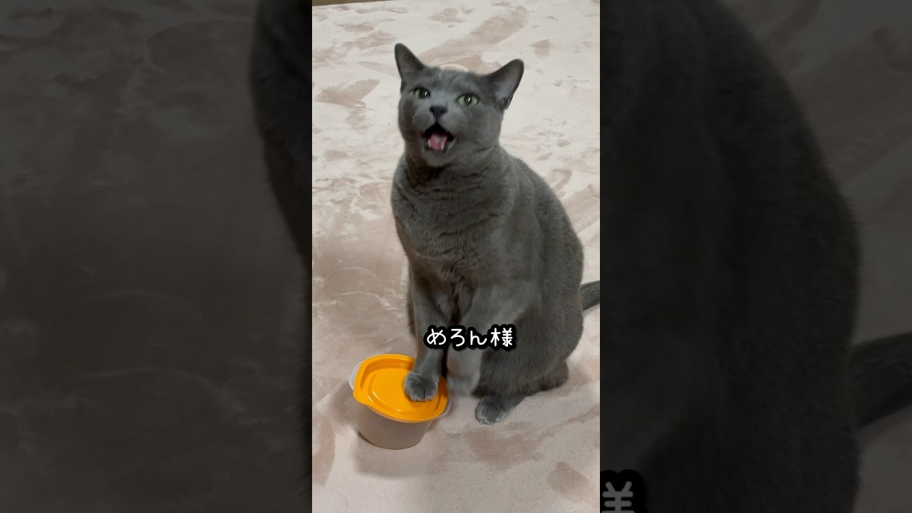 【ロシアンブルー】めろん、今日も元気で穏やかに過ごせますように🥰【猫】#shorts