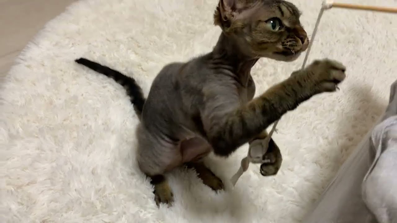 デボンレックス弟とカイコ繭おもちゃで遊びました(Plying with Devon Rex cat using a cocoon toy)