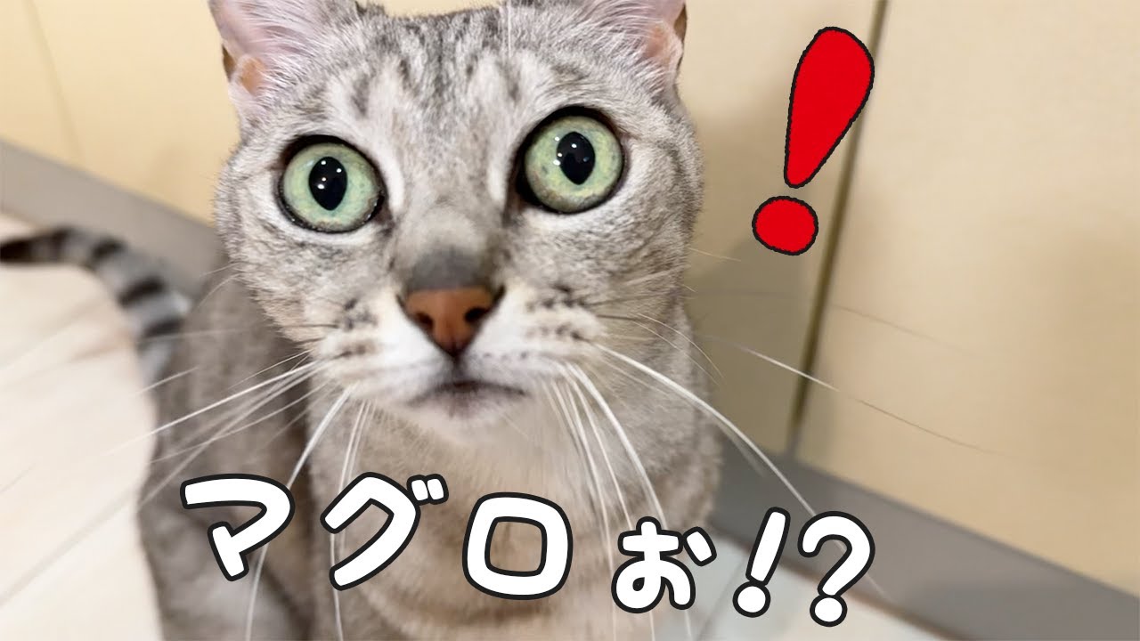 マグロがあると勘違いして「まぐろ！」と喋る猫