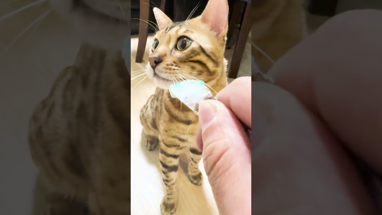 夜中に遊んで欲しいと甘える猫は気まぐれ #shorts #ベンガル #猫