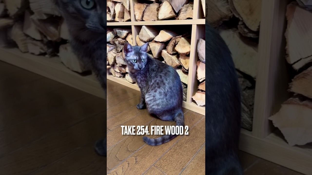 庭の#薪棚 から運んで来たばかりの#薪のにおいが好き にゃ❗️虫がいないかもチェックするにゃ‼️#薪好き #エジプシャンマウ#firewood #egyptianmau #shorts