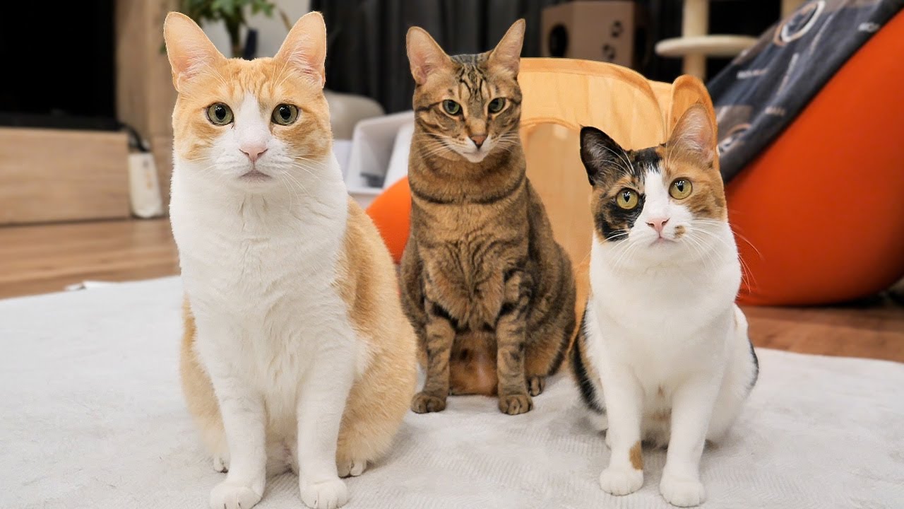 猫達から皆様へ今年も大事なお知らせがございます。