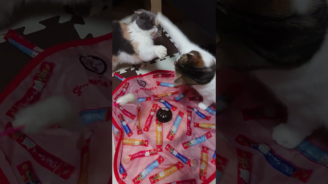 【猫】猫じゃらしで遊ぶモカちん(4女)☆ 2023/11/22【アメリカンカール・エキゾチックショートヘアー】#shorts