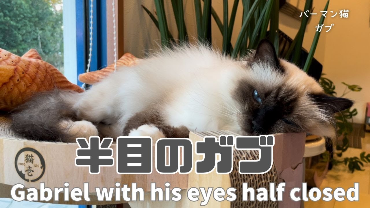 バーマン猫ガブ【半目のガブ】Gabriel with his eyes half closed（バーマン猫）Birman/Cat