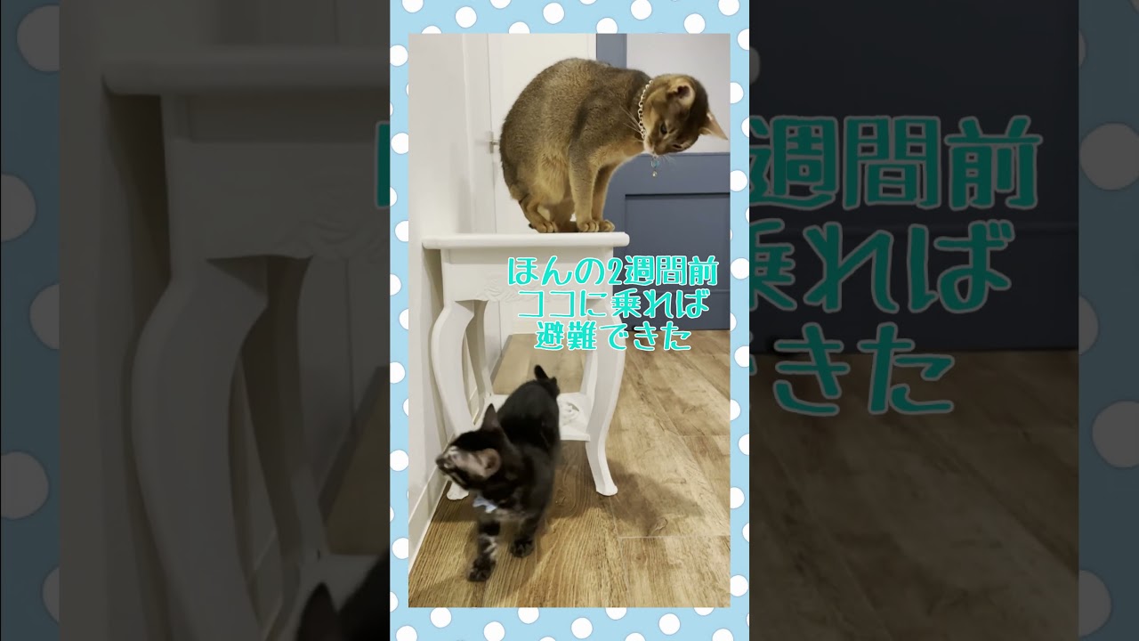 子猫に襲われるNoah #ベンガル  #アビシニアン #子猫 #shorts  #猫