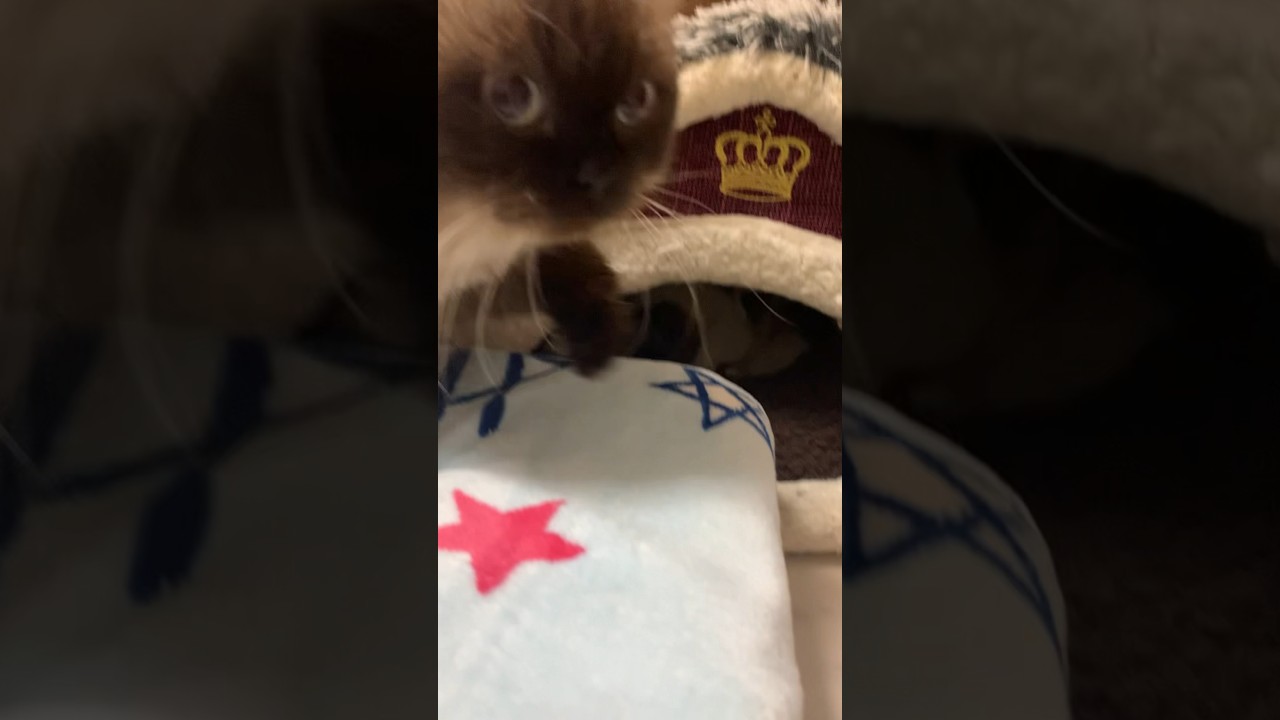 俺も入りたい〜 #猫 #ヒマラヤン #猫のいる生活 #shorts