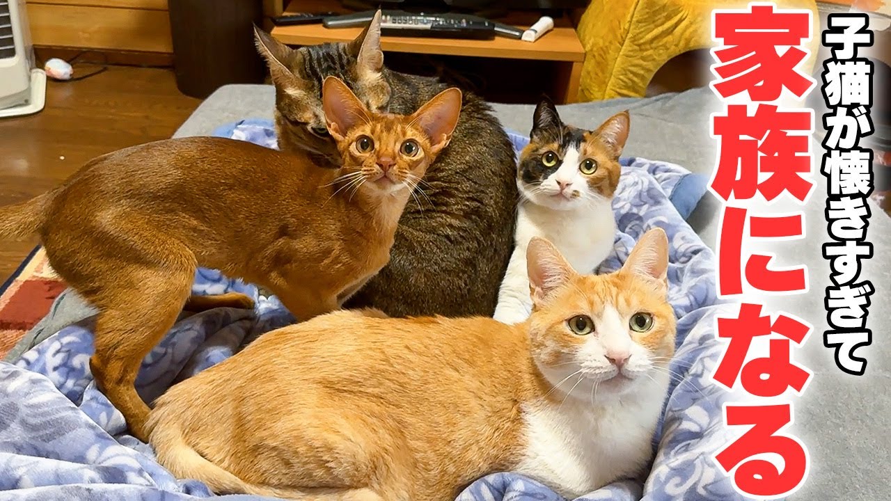実家の子猫があまりにもうちの猫達に懐きすぎてしまったのでもう家族に迎えるしかないかもしれません…