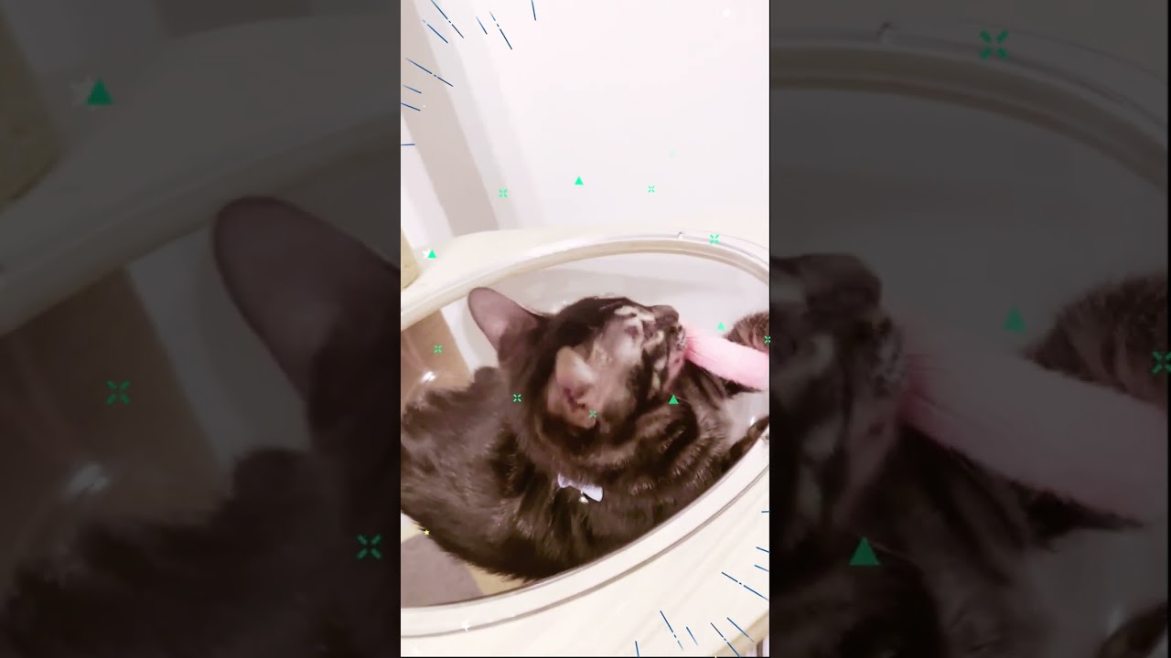 初めての宇宙船カップ #ベンガル #shorts #子猫 #キャットタワー