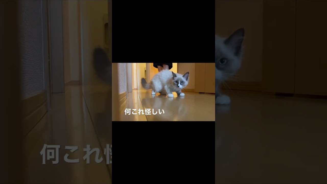 キョロキョロ👀#shorts #猫 #子猫 #ラグドール #ねこ #猫動画 #cat #ragdoll #kitten