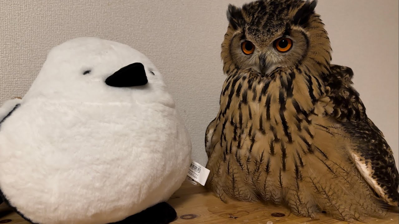 #870 仲良しフクロウ Friendly owl with a new friend 【ベンガルワシミミズク】