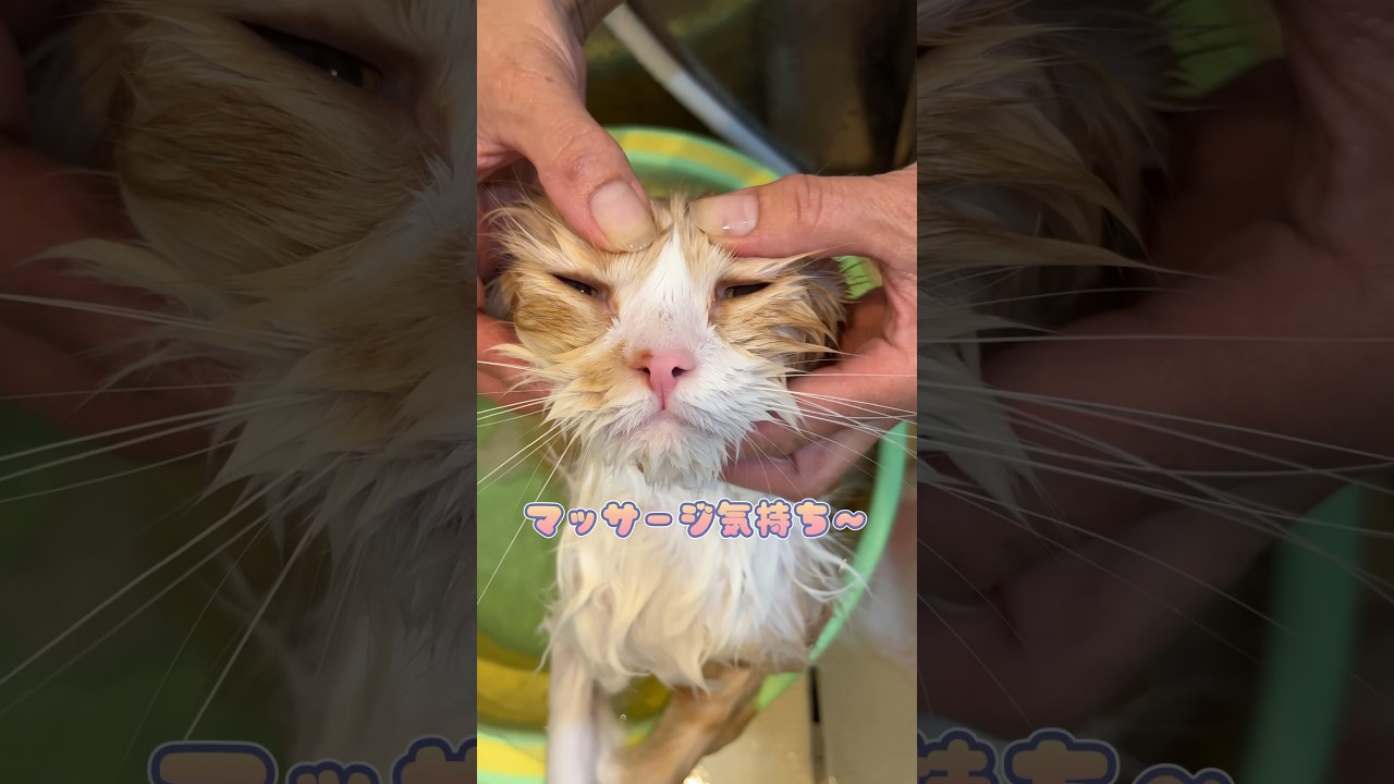 気持ちよさそうに入浴するも乾かす時にキレるスコティッシュフォールド