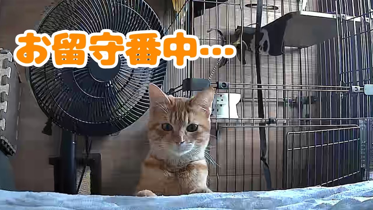 【保護猫】子猫のお留守番をモニタリングした結果…