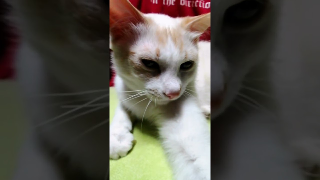 【ねこ動画】ねむねむ子猫ゆきちゃんのおっきなあくび🐱 #shorts #猫 #子猫
