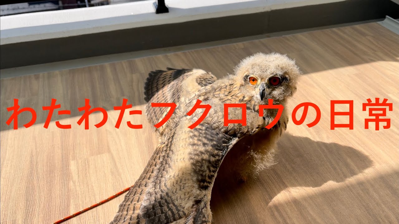 【ベンガルワシミミズク】#20 フクロウ雛の日常