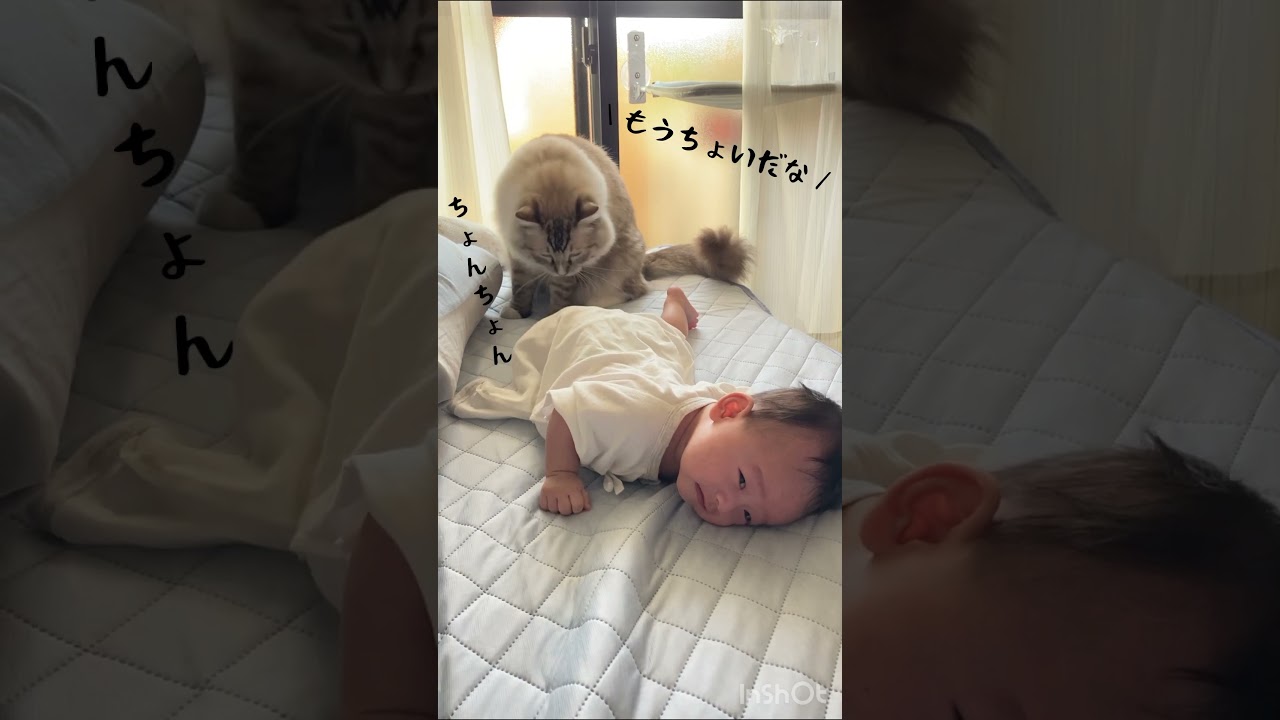 赤ちゃんの寝返り応援団長 #cat #ラグドール #猫 #ベビーキャット #ねこ #赤ちゃん #赤ちゃんと猫 #baby #shorts #short